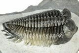 Multi-Toned Coltraneia Trilobite Fossil - Huge Faceted Eyes #311146-2